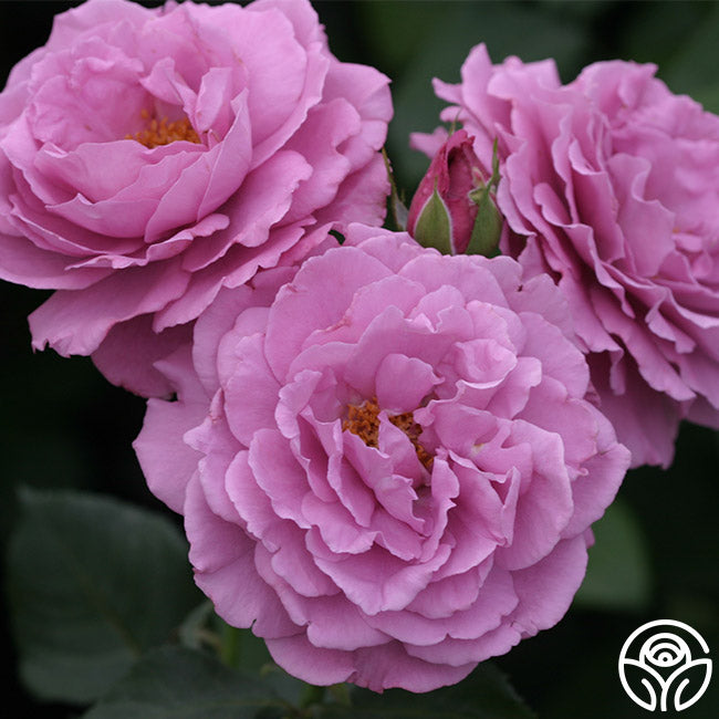 Angel Face Rise Angel Face Rose - Floribunda - Exceptionally Fragrant – Heirloom Roses