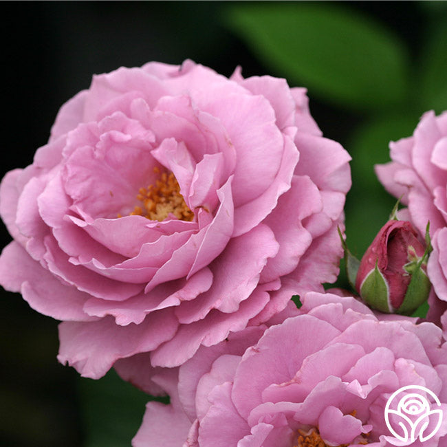 Angel Face Rise Angel Face Rose - Floribunda - Exceptionally Fragrant – Heirloom Roses