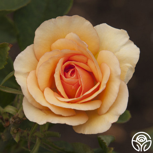 Anne Harkness Rose - English Legend - Lightly Fragrant – Heirloom Roses