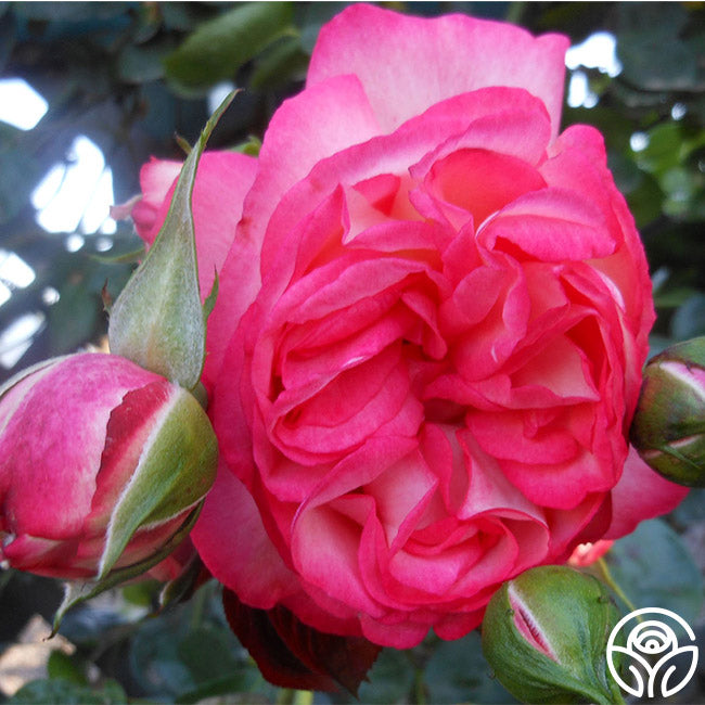 Antique Rose - Climbing Roses - Moderately Fragrant – Heirloom Roses