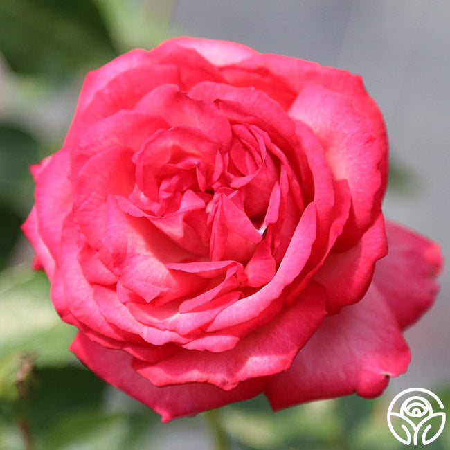 Anatique Roses Antique Rose - Climbing Roses - Moderately Fragrant – Heirloom Roses