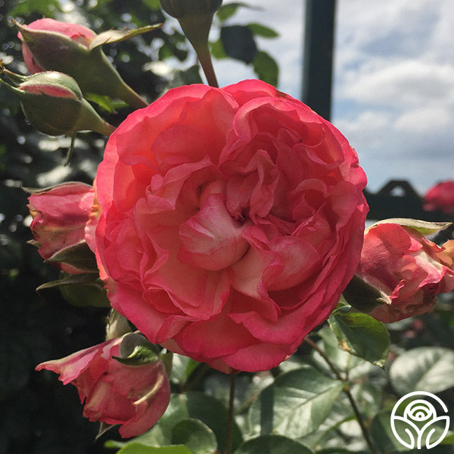 Antique Rose - Climbing Roses - Moderately Fragrant – Heirloom Roses