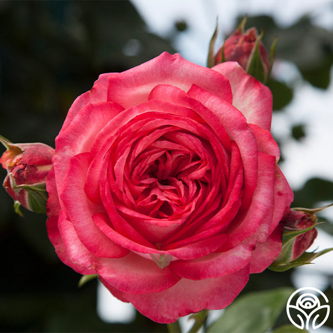 Antique Rose - Climbing Roses - Moderately Fragrant – Heirloom Roses