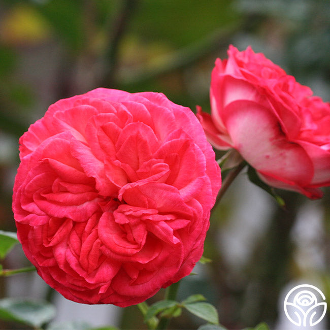 Anatique Roses Antique Rose - Climbing Roses - Moderately Fragrant – Heirloom Roses