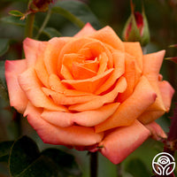 Arizona Rose - Grandiflora - Very Fragrant – Heirloom Roses