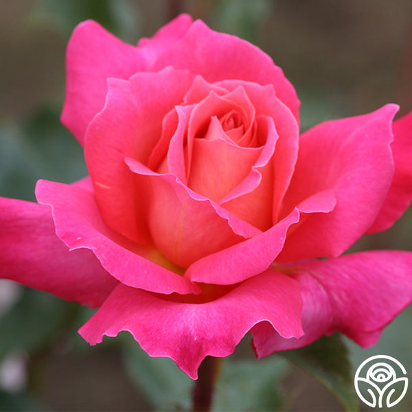 Audrey Wilcox Hybrid Tea Rose | Fragrant Rose Bush – Heirloom