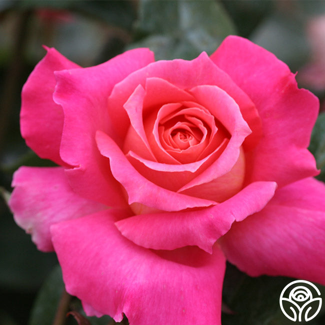 Audrey Wilcox Hybrid Tea Rose | Fragrant Rose Bush – Heirloom Roses