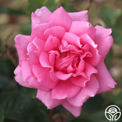 Pinkerbelle™ Hybrid Tea Rose