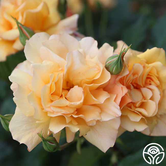 Heirloom Roses Autumn Sunset - Thumbnail 3