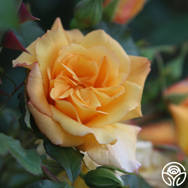 Heirloom Roses Autumn Sunset - Thumbnail 4