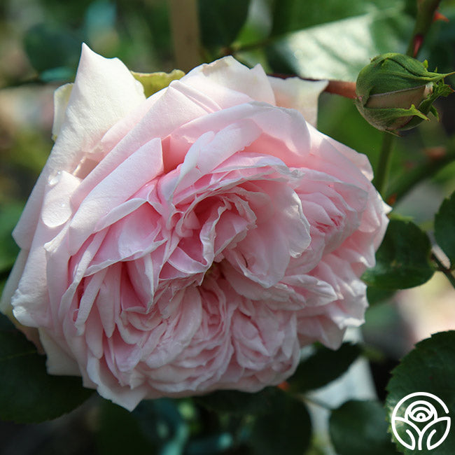 Créme de la Créme Rose - Climbing Roses - Moderately Fragrant – Heirloom  Roses