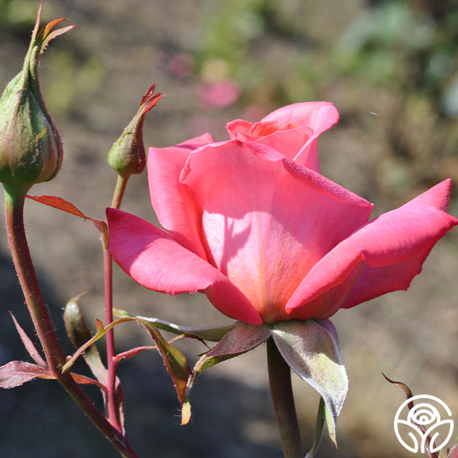 Awareness Hybrid Tea Rose | Fragrant Rose Plant – Heirloom Roses
