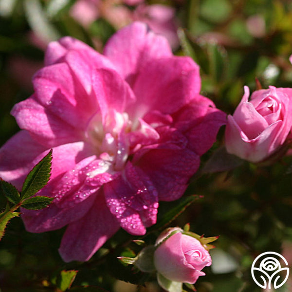 Baby Cheryl – Heirloom Roses 