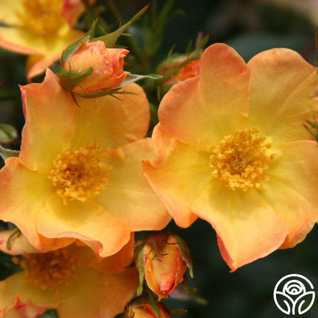 Baby Girl – Heirloom Roses