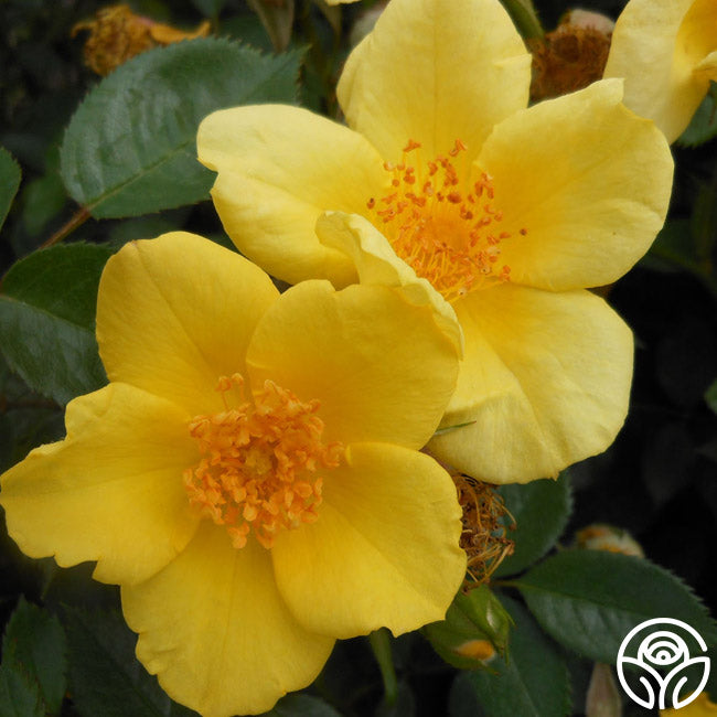 Baby Love Shrub Rose | Yellow Rose Bush – Heirloom Roses