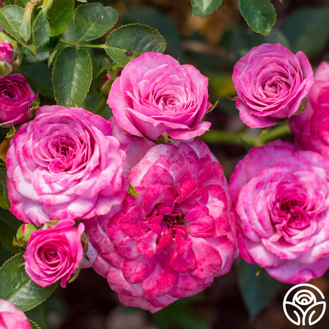 Baby Paradise – Heirloom Roses