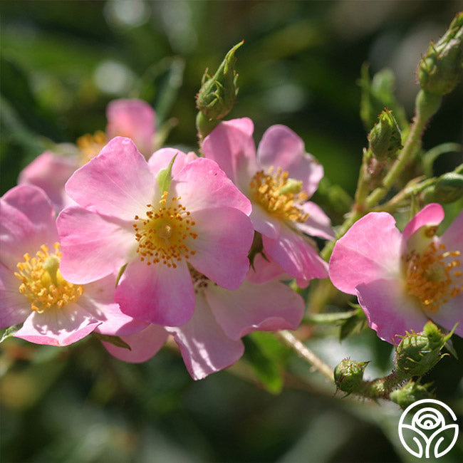 Heirloom Roses Ballerina Hybrid Musk Rose