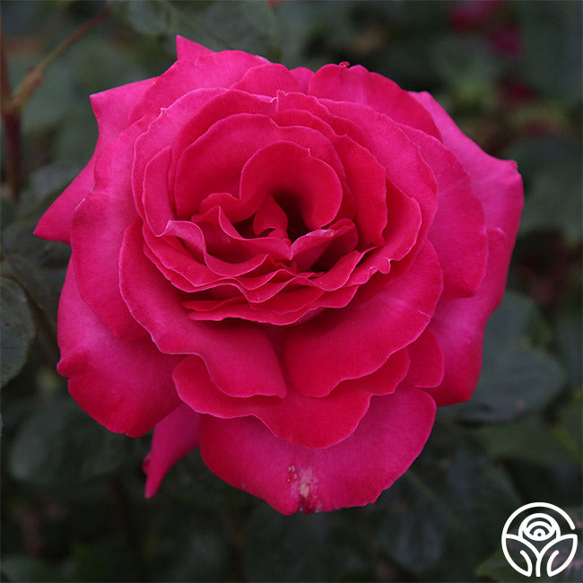 Baronne E. de Rothschild Rose - Hybrid Tea - Very Fragrant – Heirloom Roses