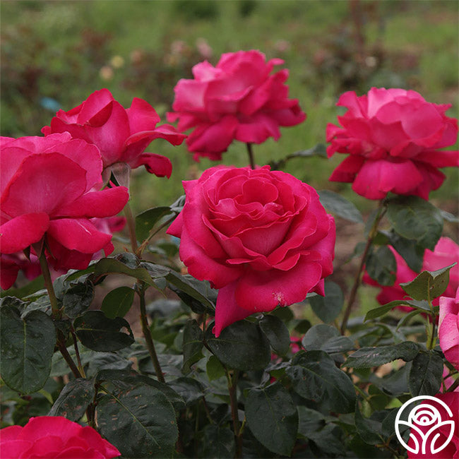 Baronne E. de Rothschild Rose - Hybrid Tea - Very Fragrant – Heirloom Roses