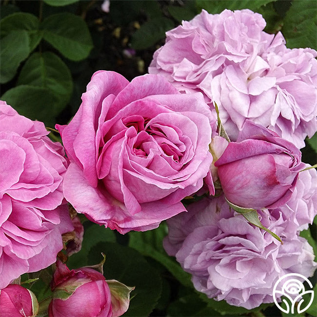 Baronne Prévost | Pink Hybrid Perpetuals Rose Bush – Heirloom
