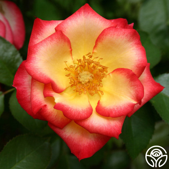 Betty Boop Rose - Shrub - Moderately Fragrant – Heirloom Roses