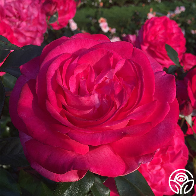 Big Momma Hybrid Tea Rose | Fragrant Rose Plant – Heirloom Roses