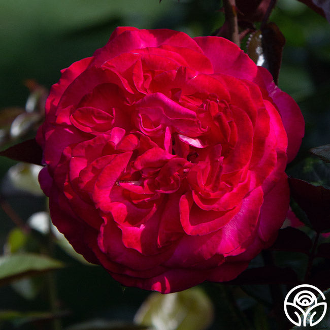 ROSE❣️ Big Momma Hybrid Tea Rose | Fragrant Rose Plant – Heirloom Roses