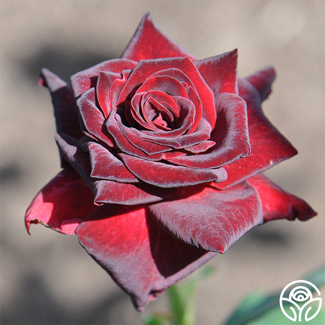 black baccara rose seeds Black Baccara Hybrid Tea Rose