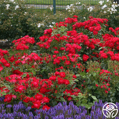 Heirloom Roses Rose Plant