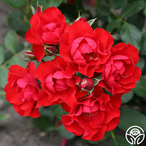 Black Forest Rose