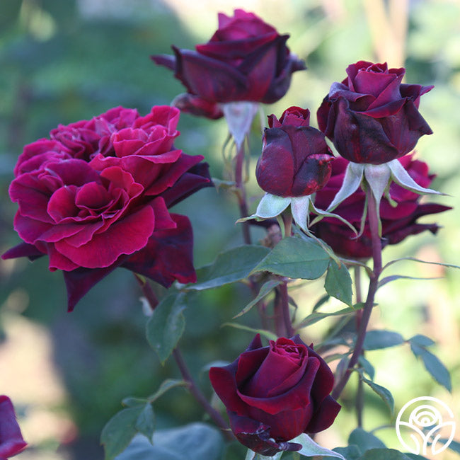 Lady Blake Roses Black Lady Rose - Hybrid Tea - Exceptionally Fragrant – Heirloom Roses
