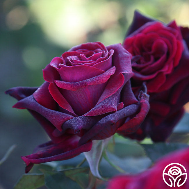 Lady Blake Roses Black Lady Rose - Hybrid Tea - Exceptionally Fragrant – Heirloom Roses