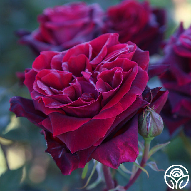 Lady Blake Roses Black Lady Rose - Hybrid Tea - Exceptionally Fragrant – Heirloom Roses