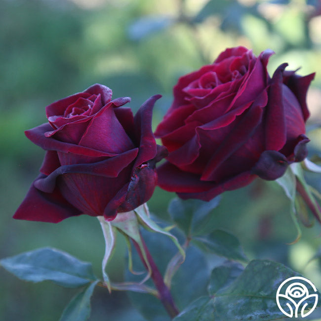 Lady Blake Roses Black Lady Rose - Hybrid Tea - Exceptionally Fragrant – Heirloom Roses