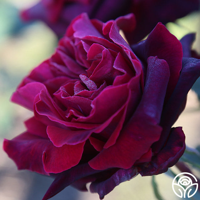 Black Lady Hybrid Tea Rose | Fragrant Rose Plant – Heirloom Roses