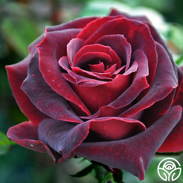 black pearl rose seeds Black Pearl