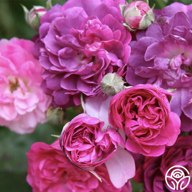Magenta French Roses Bleu Magenta Rose - Rambling Rose - Lightly Fragrant – Heirloom Roses