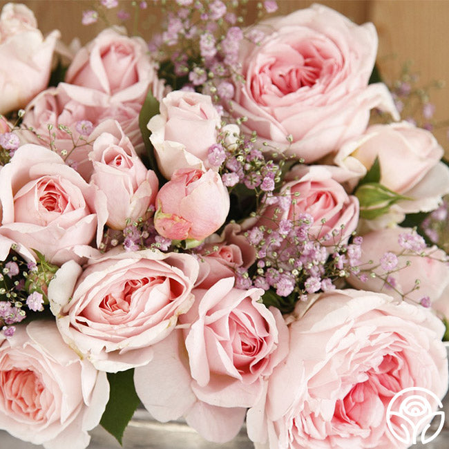 Parfuma Bliss Floribunda Rose | Pink Rose Bush – Heirloom
