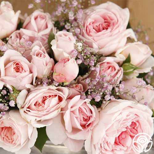 Parfuma Bliss Floribunda Rose | Pink Rose Bush Heirloom Parfuma Bliss Floribunda Rose | Pink Rose Bush Heirloom