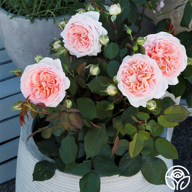 Parfuma Bliss Floribunda Rose | Pink Rose Bush Heirloom Parfuma Bliss Floribunda Rose | Pink Rose Bush Heirloom
