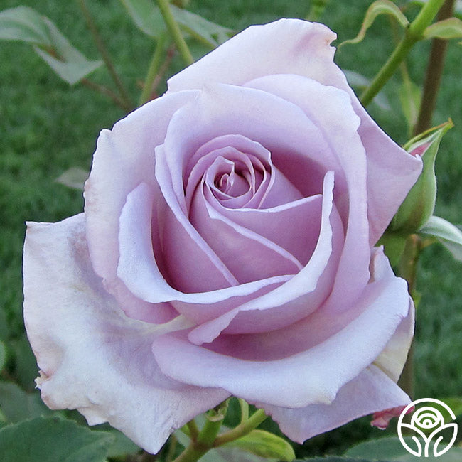 Blue Rose Bushes: Fact or Fiction? – Heirloom Roses