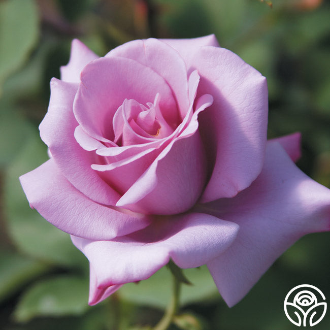 Blue Rim Rd Rose Blue Moon Hybrid Tea Rose