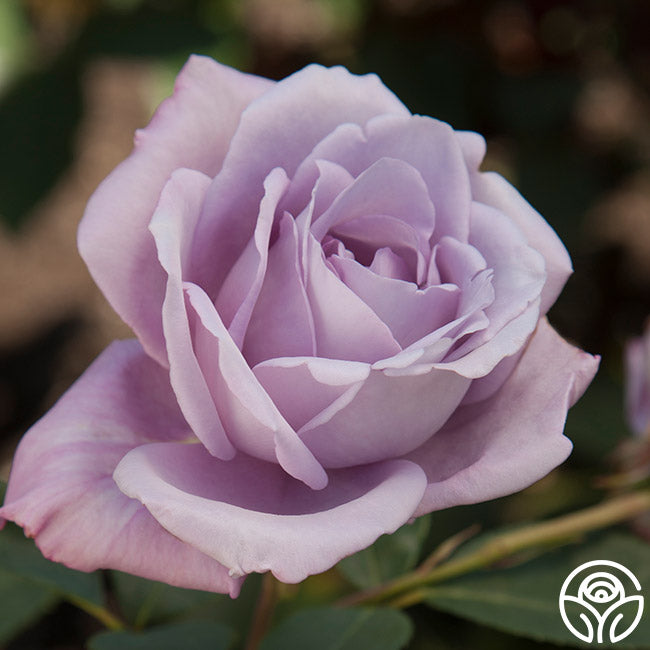 Blue Rose Bushes: Fact or Fiction? – Heirloom Roses