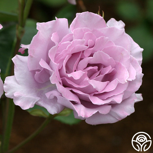 blue moon rose seeds Blue Moon Hybrid Tea Rose