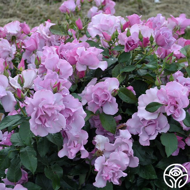 Bluberry Roses Blueberry Hill Rose - Shrub - Lightly Fragrant – Heirloom Roses
