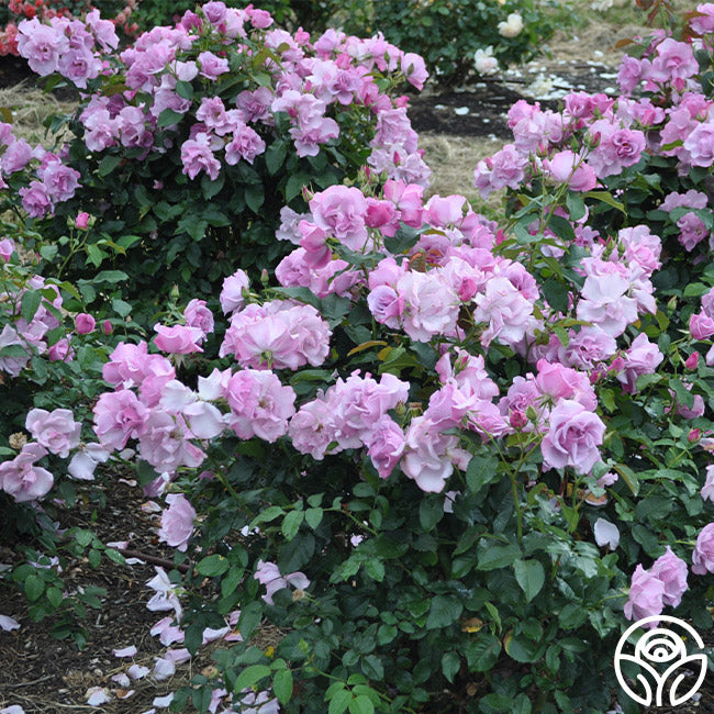 Bluberry Roses Blueberry Hill Rose - Shrub - Lightly Fragrant – Heirloom Roses