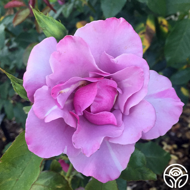 Blue Rim Rd Rose Blueberry Hill Rose - Shrub - Lightly Fragrant – Heirloom Roses