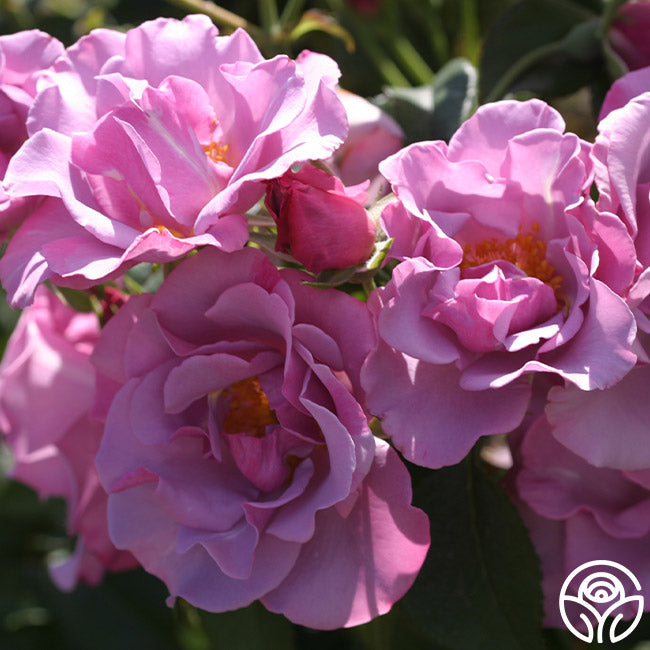 Bluberry Roses Blueberry Hill Rose - Shrub - Lightly Fragrant – Heirloom Roses