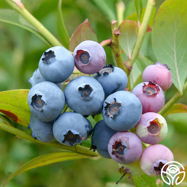 Bluecrop Blueberry – Heirloom