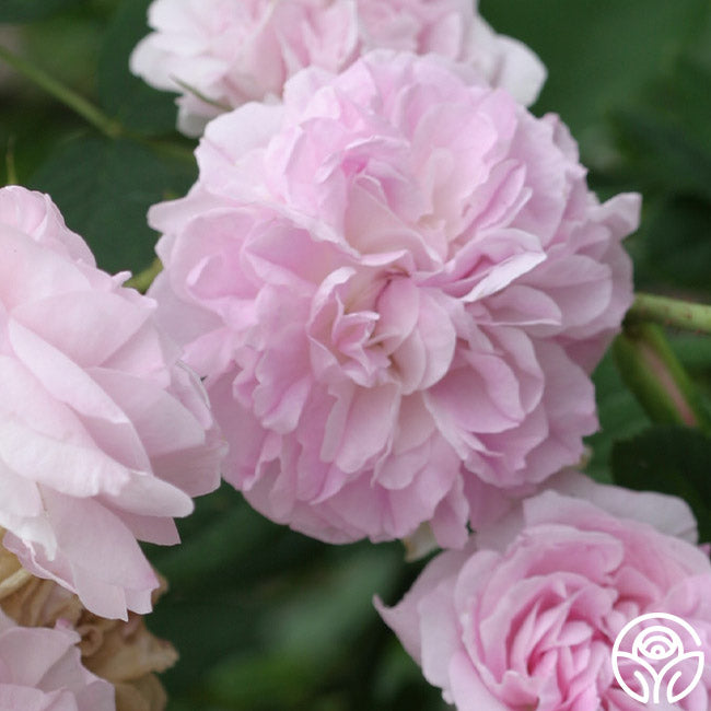 Blush Damask – Heirloom Roses